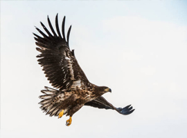 volerie aigles floralies